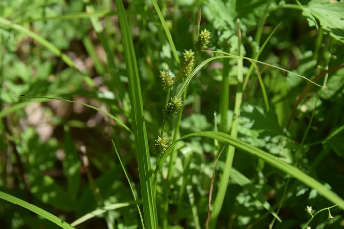 Habitat of Carex aphanolepis Franch. & Sav. Habitat of Carex aphanolepis Franch. & Sav.