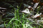Habitat of Carex aphanolepis Franch. & Sav. 