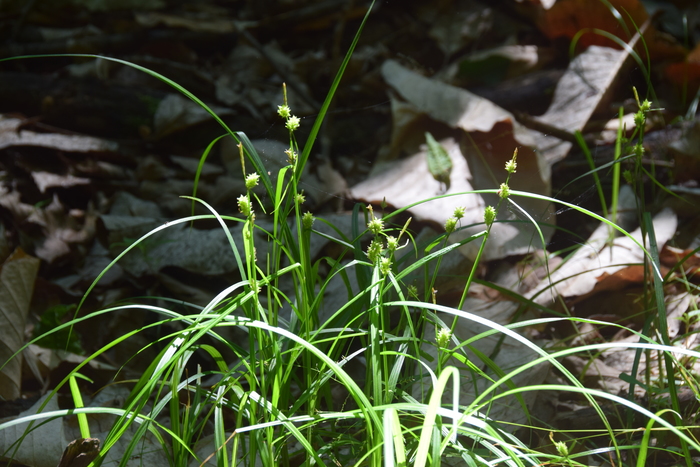 Habitat of Carex aphanolepis Franch. & Sav. Habitat of Carex aphanolepis Franch. & Sav.