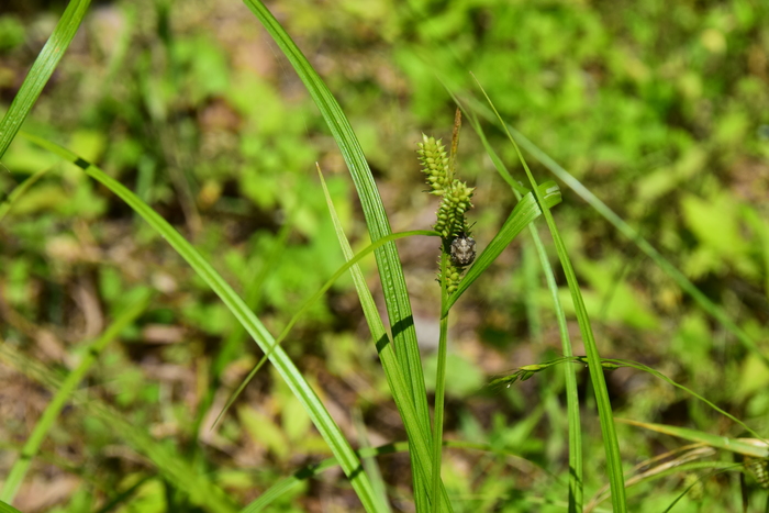 Habitat of Carex aphanolepis Franch. & Sav. Habitat of Carex aphanolepis Franch. & Sav.