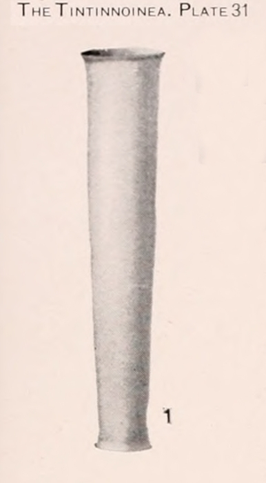 Eutintinnus perminutus (Kofoid &amp;amp; Campbell 1929)