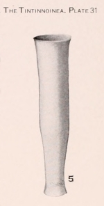 Eutintinnus procurrerens (Kofoid & Campbell, 1929)