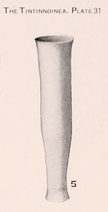 Eutintinnus procurrerens (Kofoid &amp; Campbell, 1929)