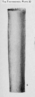 Eutintinnus rugosus Kofoid & Campbell, 1939