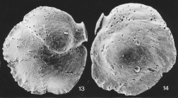 Siphonina reticulata (Cjek, 1848)