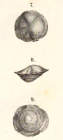 Rotalina reticulata Cjek, 1848