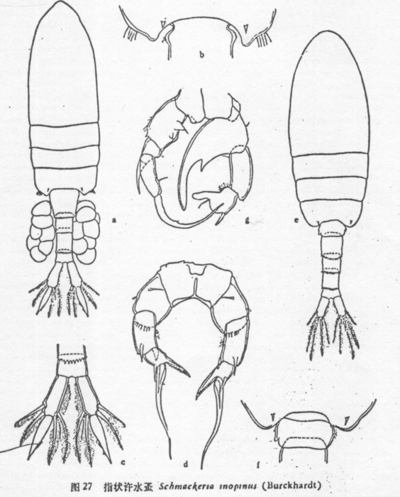 Pseudodiaptomus inopinus