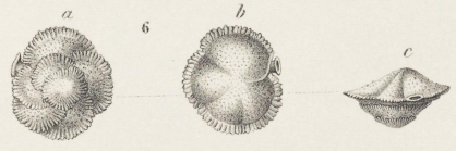 Siphonina fimbriata Reuss, 1850