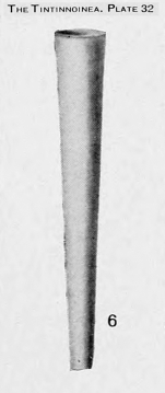 Eutintinnus stramentus (Kofoid & Campbell, 1929)