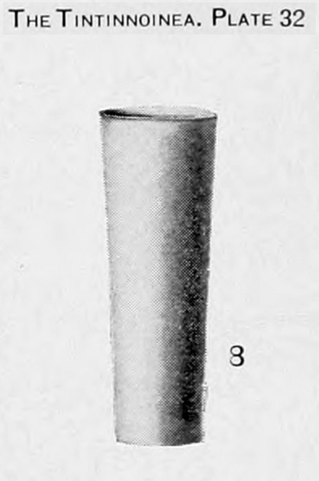 Eutintinnus tubulosus (Ostenfeld, 1899) Kofoid &amp; Campbell, 1939