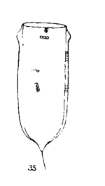 Favella aciculifera Jörgensen, 1924