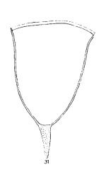 Favella adriatica (Imhof, 1886) emended Jørgensen 1924