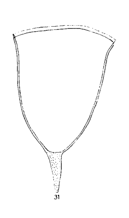 Favella adriatica (Imhof, 1886) emended Jørgensen 1924