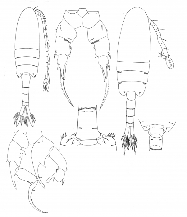 Pseudodiaptomus inopinus