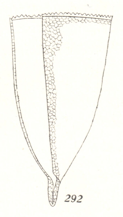Favella attingata Kofoid &amp; Campbell, 1929