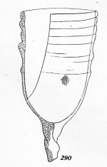 Favella brevis Kofoid & Campbell, 1929