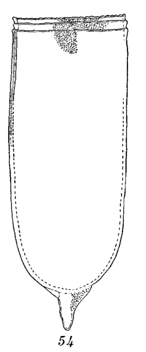 Favella elongata Roxas, 1941