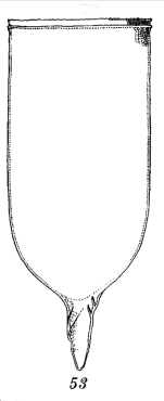 Favella philippinensis Roxas, 1941