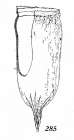 Favella franciscana Kofoid & Campbell, 1929