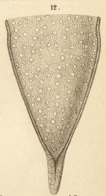 Cyttarocylis serrata var. var Jorgensen 1900