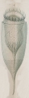 Cyttarocylis markusovszkyi Daday, 1887