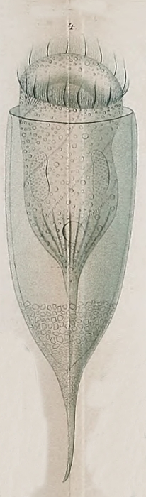 Cyttarocylis markusovszkyi Daday, 1887