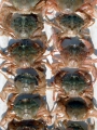 Crustacea (crustaceans)