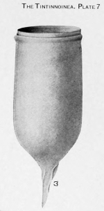 Favella panamensis Kofoid &amp; Campbell, 1929