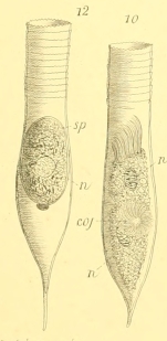 Amphorella fusiformis Meunier, 1919