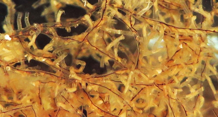 Rhabdopleura emancipata part of holotype colony Rhabdopleura emancipata part of holotype colony