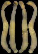 Chaetoderma shenloong C. Chen, X. Liu, X. Gu, J.-W. Qiu & J. Sun, 2024