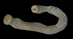 Holotype of Chaetoderma shenloong C. Chen, X. Liu, X. Gu, J.-W. Qiu & J. Sun, 2024