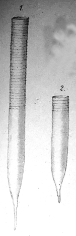 Tintinnus subulata var. kiliensis Laackmann, 1908