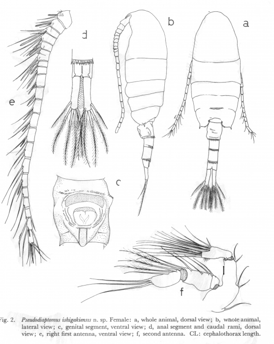 ishigakiensis female