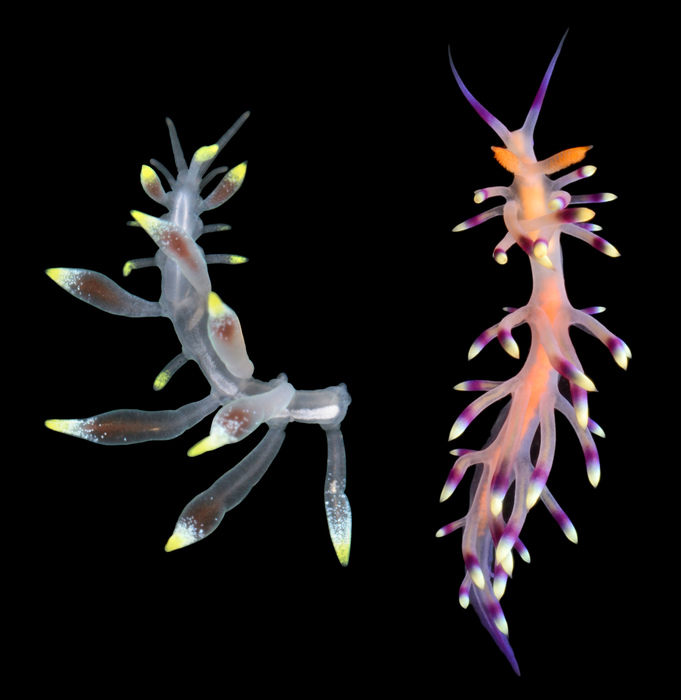 Cryptochaetosyllis imitatio Jimi, Britayev & Martin in Jimi et al., 2024 compared to a nudibranch, Coryphellina exoptata Cryptochaetosyllis imitatio Jimi, Britayev & Martin in Jimi et al., 2024 compared to a nudibranch, Coryphellina exoptata
