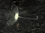 Abyssocladia johnhooperi Ekins & Wilson, 2024