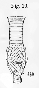 Codonella naviculaefera Laackmann, 1907