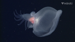 Bathydevius caudactylus Robison & Haddock, 2024