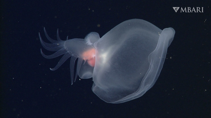 Bathydevius caudactylus Robison & Haddock, 2024 Bathydevius caudactylus Robison & Haddock, 2024