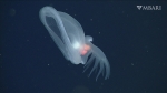 Bathydevius caudactylus Robison & Haddock, 2024