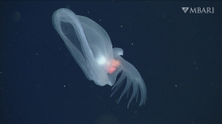 Bathydevius caudactylus Robison & Haddock, 2024