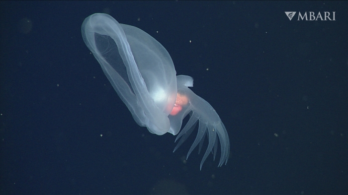 Bathydevius caudactylus Robison & Haddock, 2024 Bathydevius caudactylus Robison & Haddock, 2024