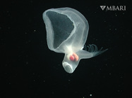 Bathydevius caudactylus Robison & Haddock, 2024