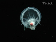 Bathydevius caudactylus Robison & Haddock, 2024