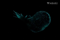 Bathydevius caudactylus Robison &amp; Haddock, 2024