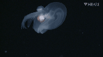 Bathydevius caudactylus Robison & Haddock, 2024