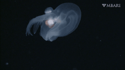 Bathydevius caudactylus Robison & Haddock, 2024