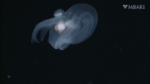 Bathydevius caudactylus Robison & Haddock, 2024 Bathydevius caudactylus Robison & Haddock, 2024