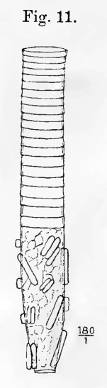 Codonella prolongata Laackmann 1907