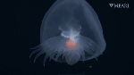Rear view of Bathydevius caudactylus Robison & Haddock, 2024